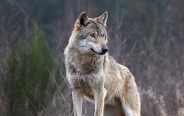 "Anche qui lupi a pochi metri dalle case"