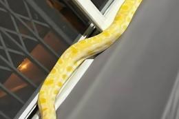 Pitone in fuga, paura nella frazione