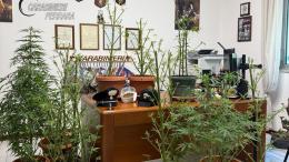 Arrivano per una lite, trovano una piantagione di droga