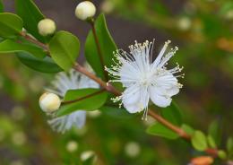 Mirto e fertilit&agrave; maschile: l'eccezionale scoperta


