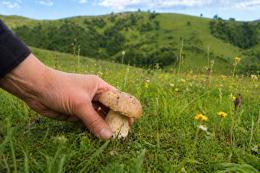 Mangia un fungo appena raccolto: salvato