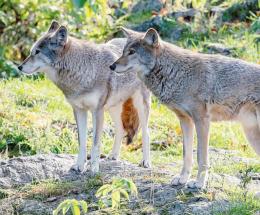 Lupi cecoslovacchi in fuga, ciclista aggredito e azzannato